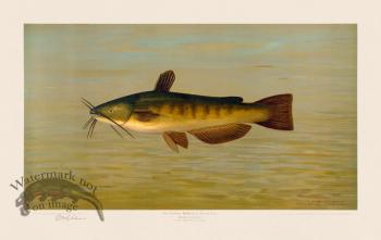 Common Bullhead Catfish